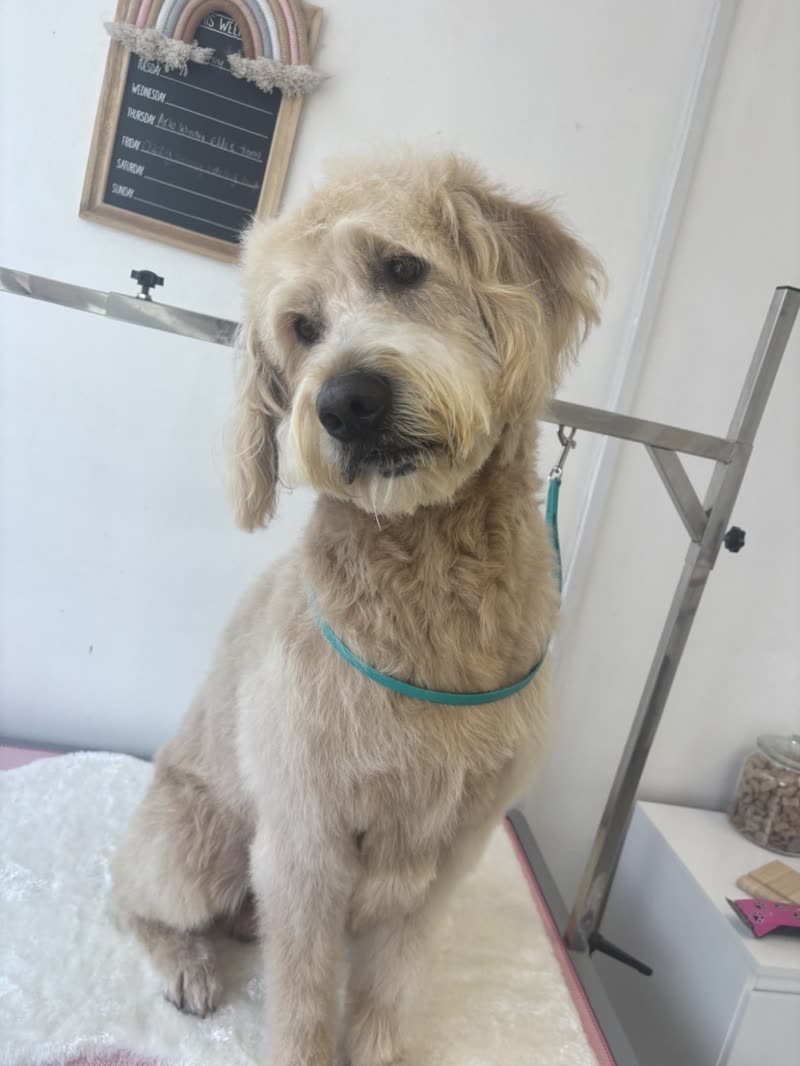 A cream doodle with a trimmed face and teal bandana standing on the grooming table in the salon