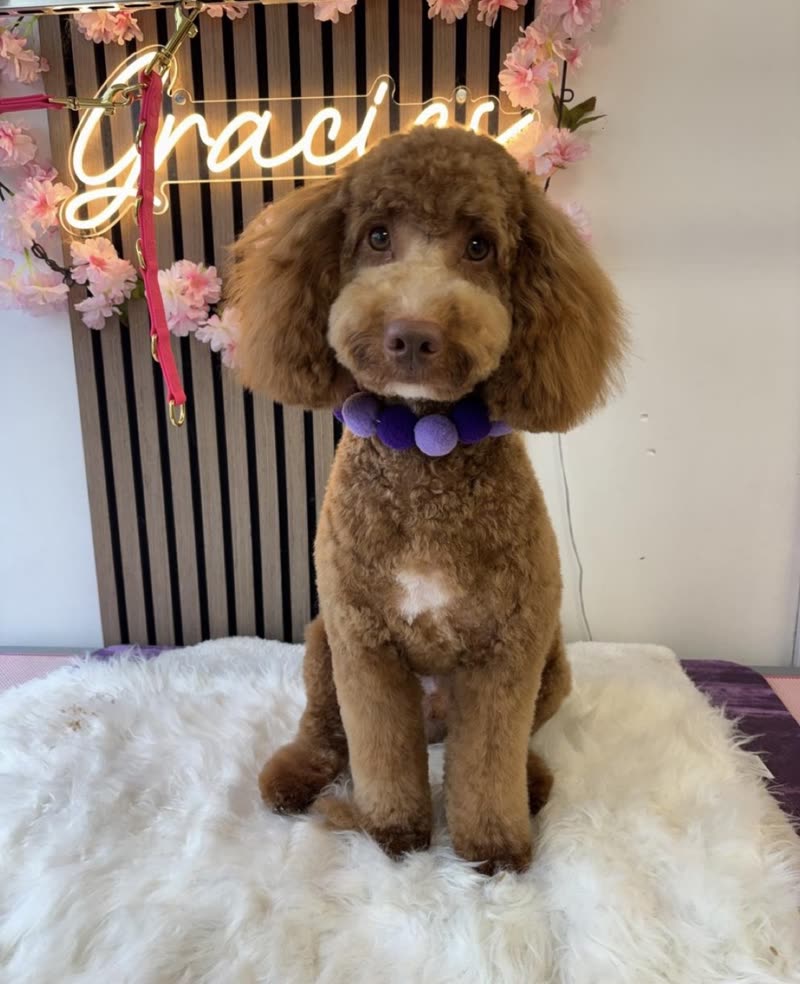 A freshly groomed red poodle sitting on a fluffy rug in front of the salon's floral photo backdrop
