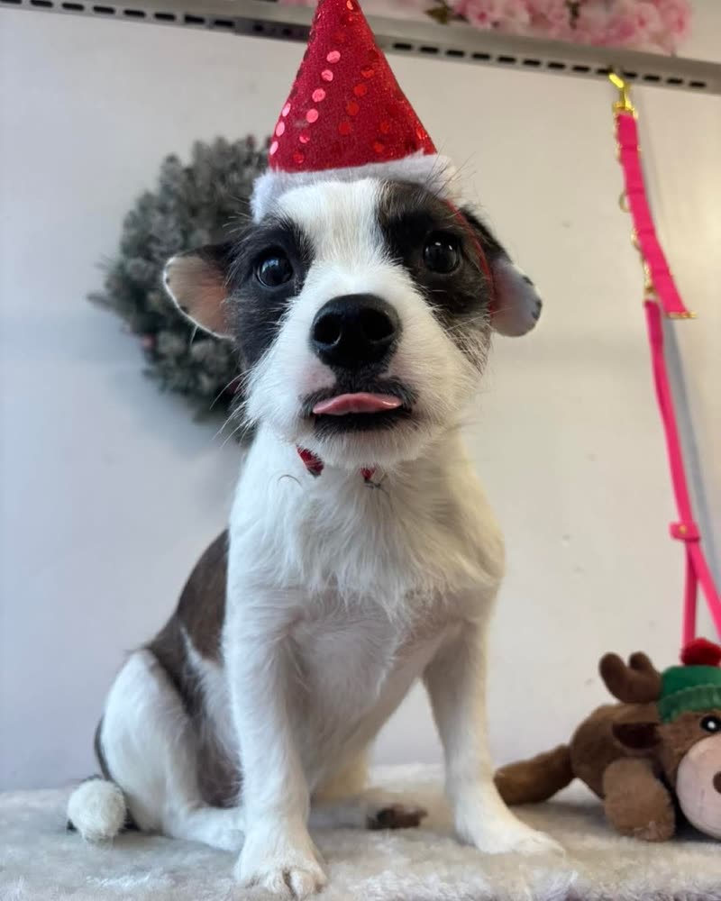 A white and brown terrier in a red party hat beside a wreath and a reindeer toy