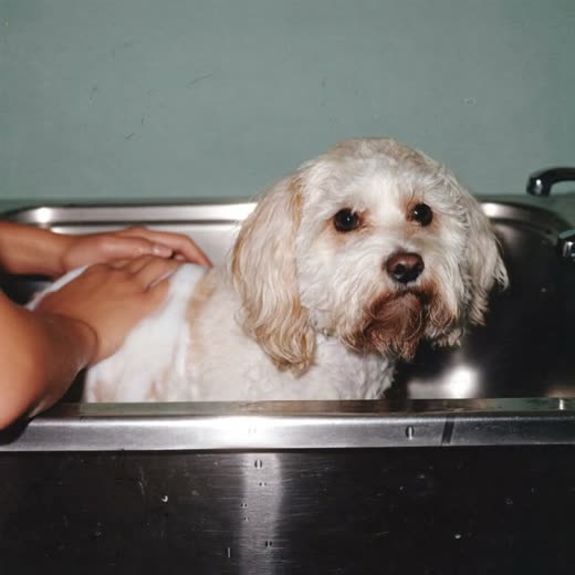 A small dog being bathed and lathered in a grooming tub
