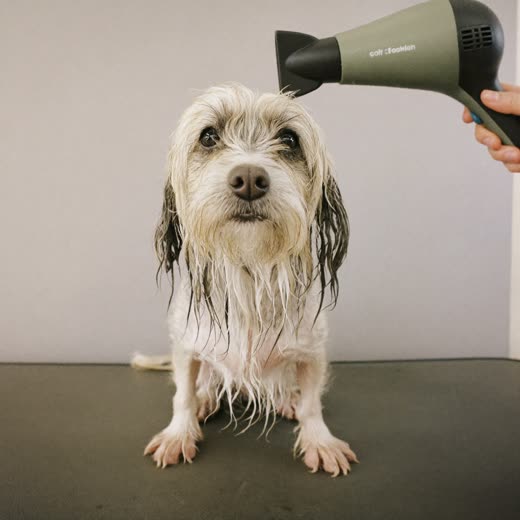 A dog having its coat blow-dried after a wash