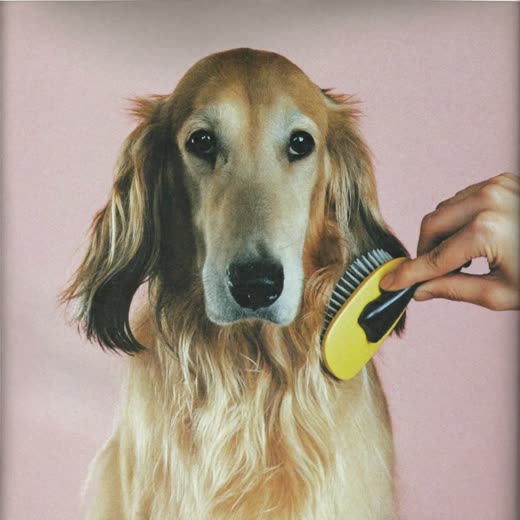 A long-haired dog being brushed through its coat